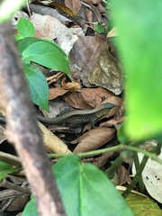 Holcosus quadrilineatus