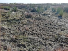 Elegia tectorum