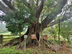 Ficus macrophylla