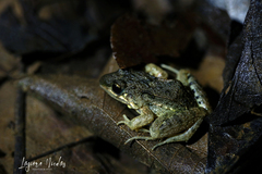 Leptodactylus fragilis