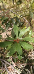 Banksia paludosa