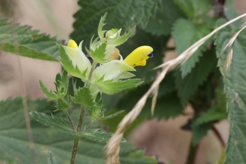 Burnat's yellow rattle (Rhinanthus burnatii)