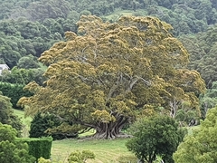 Ficus macrophylla