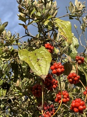 Smilax tomentosa