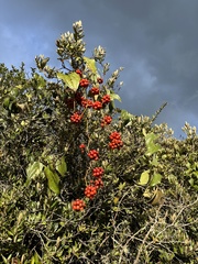 Smilax tomentosa