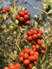 Smilax tomentosa