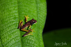 Agalychnis spurrelli