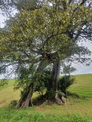 Ficus macrophylla
