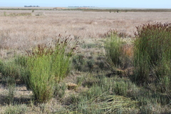 Elegia tectorum