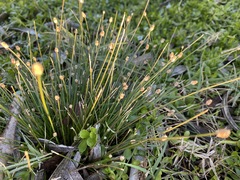 Eleocharis geniculata