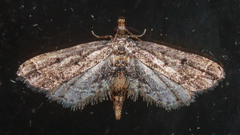 Sufetula hemiophthalma