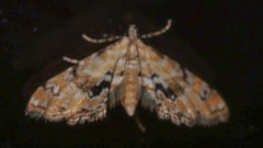 Parapoynx sinuosa