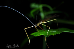 Pseudophasma unicolor