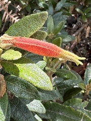 Siphocampylus columnae