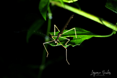 Pseudophasma unicolor