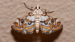 Parapoynx polydectalis