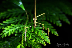 Pseudophasma unicolor