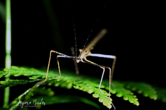 Pseudophasma unicolor