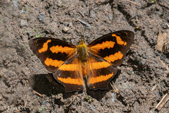 Symbrenthia hypselis