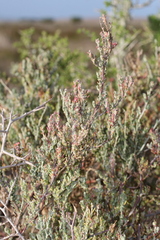 Exomis microphylla