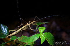 Pseudophasma unicolor