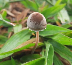 Panaeolus