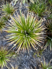 Paepalanthus