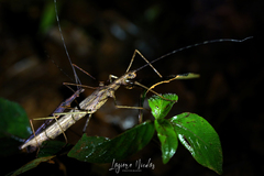 Pseudophasma unicolor
