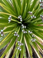 Paepalanthus