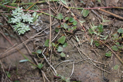 Falkia repens