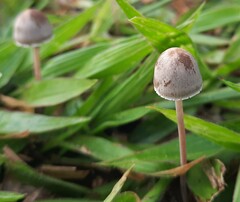 Panaeolus