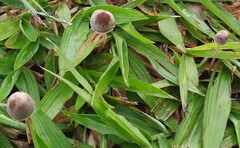 Panaeolus