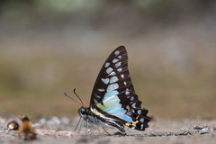 Graphium procles