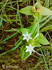 Richardia brasiliensis