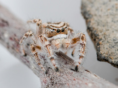 Pseudomogrus zhilgaensis