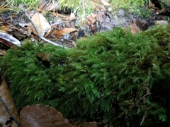 Pyrrhobryum spiniforme