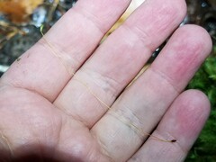 Pyrrhobryum spiniforme