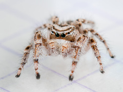 Pseudomogrus zhilgaensis