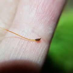 Pyrrhobryum spiniforme