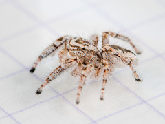 Pseudomogrus zhilgaensis