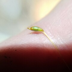 Pyrrhobryum spiniforme