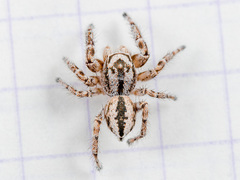 Pseudomogrus zhilgaensis