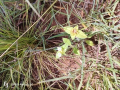 Richardia brasiliensis