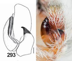 Pseudomogrus zhilgaensis
