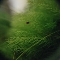 Pyrrhobryum spiniforme