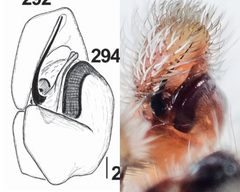 Pseudomogrus zhilgaensis