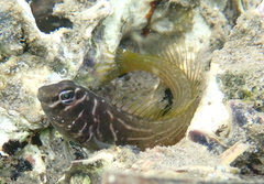 Omobranchus anolius
