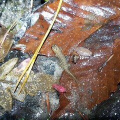 Desmognathus apalachicolae