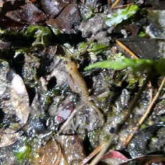 Desmognathus apalachicolae