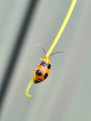 Aulacophora hilaris